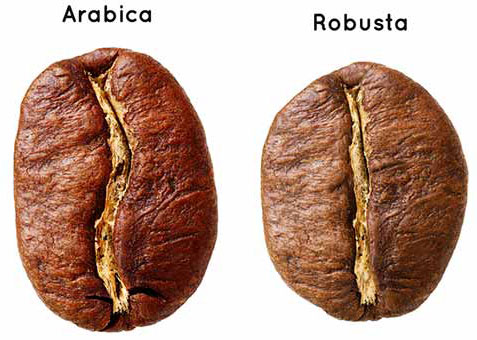 Robusta and Arabica bean